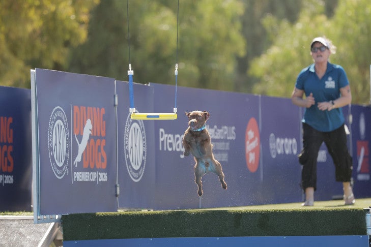 "Floyd" and Kari Herron. 2026 AKC Diving Dogs Premier Cup, March 20, at Galway Downs in Temecula, CA.