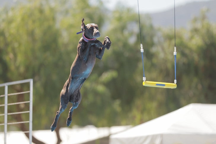  "RyeLee" and Donna Hart-Miller. 2026 AKC Diving Dogs Premier Cup, March 20, at Galway Downs in Temecula, CA.