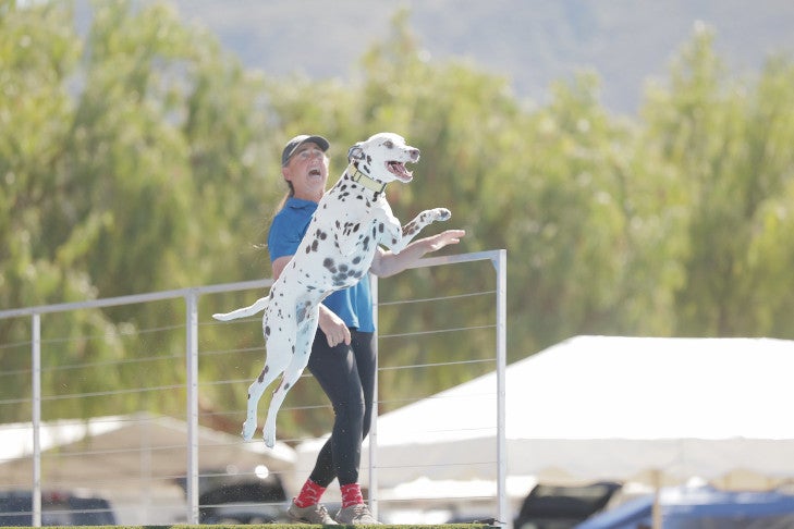 "Flynn" and Jane Watkins. 2026 AKC Diving Dogs Premier Cup, March 20, at Galway Downs in Temecula, CA.