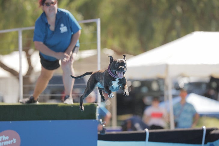  "Electra" and Ursula Kinley. 2026 AKC Diving Dogs Premier Cup, March 20, at Galway Downs in Temecula, CA.