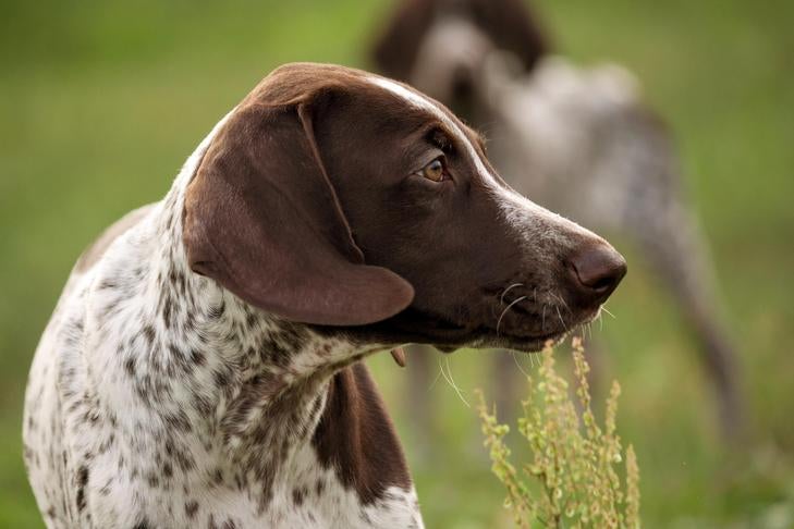 German Shorthaired Pointer puppy head portrait in profile outdoors.