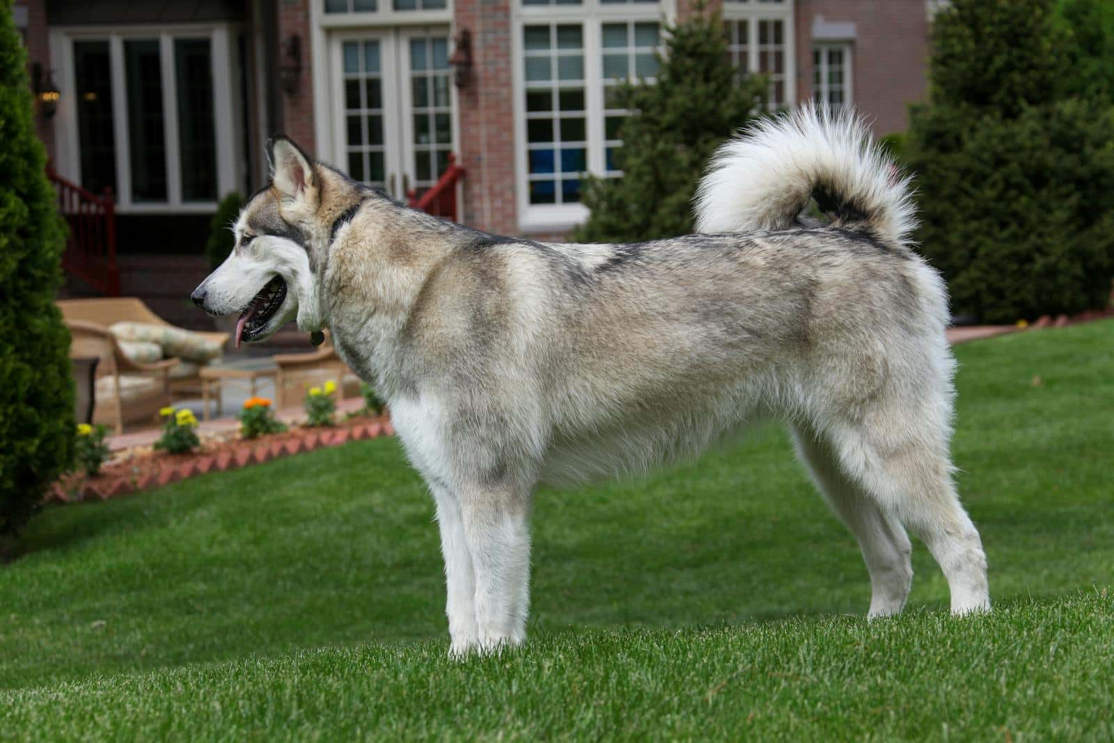 Side View of an Alaskan Malamute Dog on Green Grass