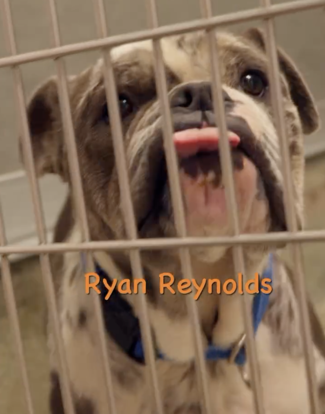 Adopt Ryan Reynolds 2