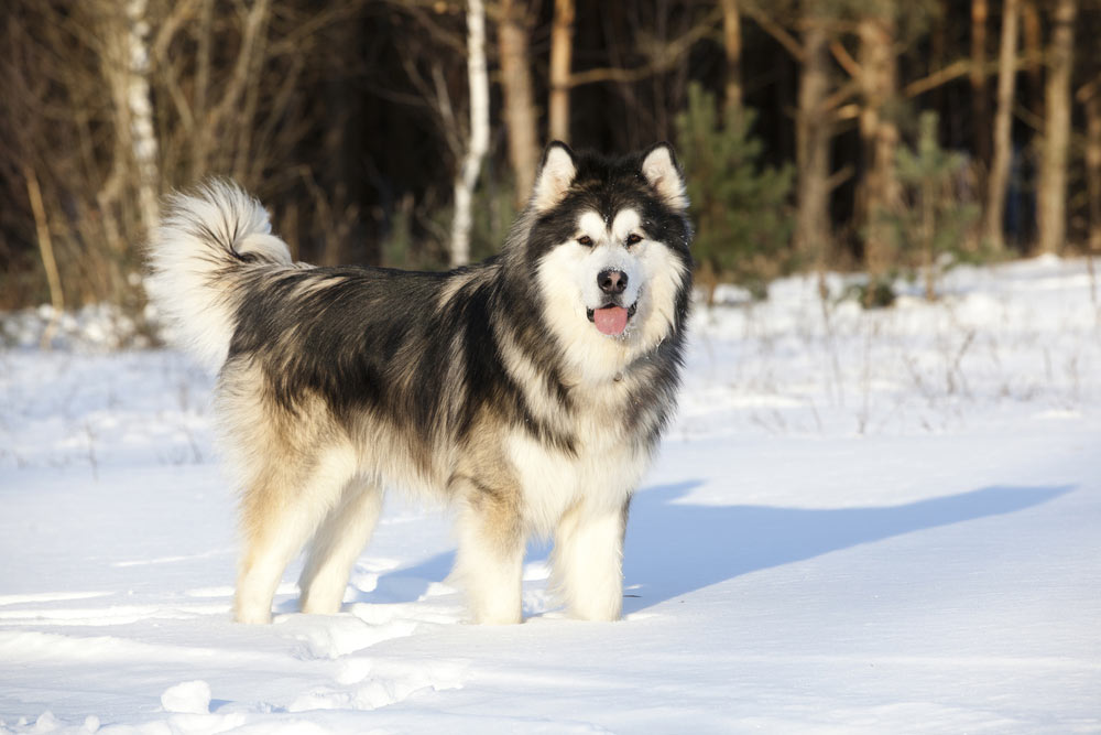 Alaskan Malamute dog standing in the snow