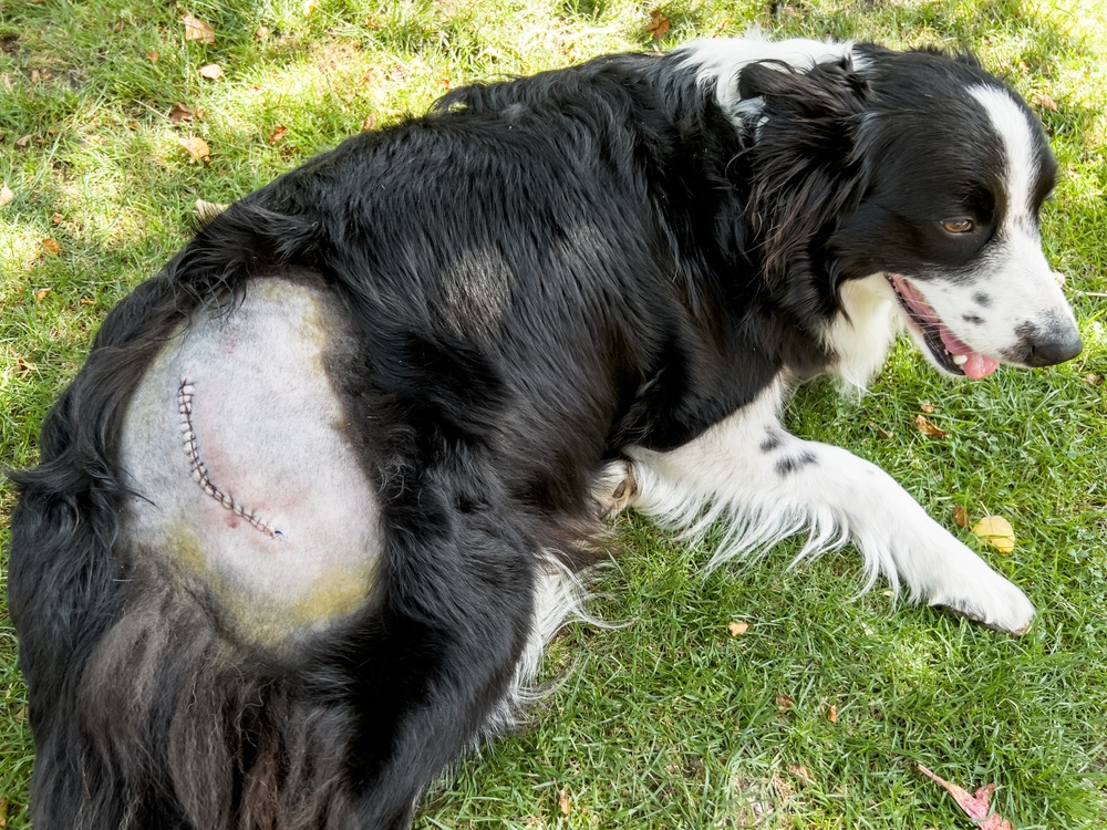 Border collie with stitches after hip surgery