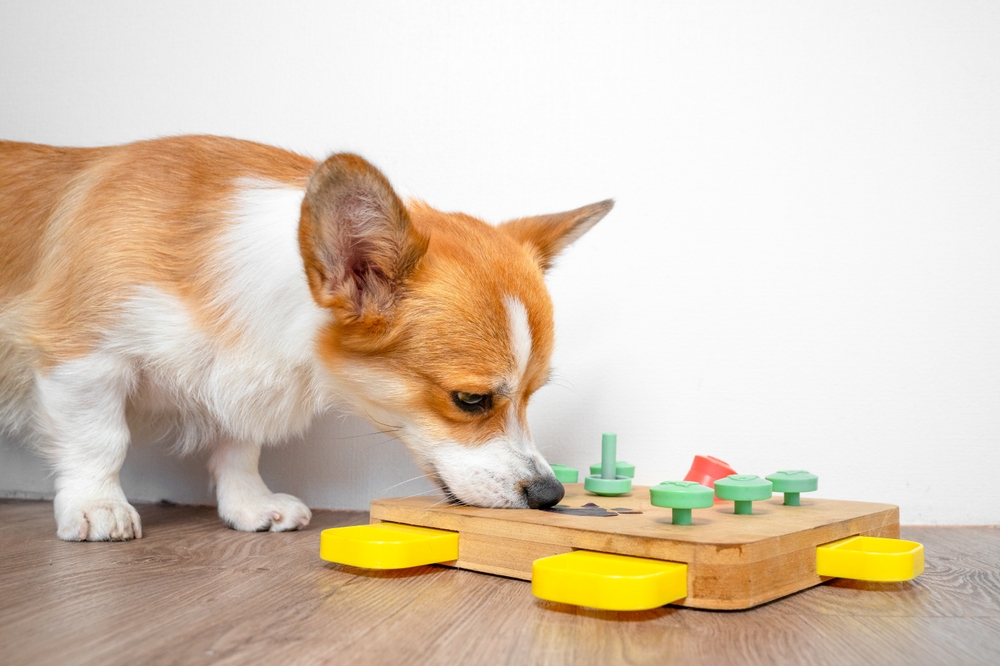 Corgi dog playing with interactive educational toy for training, mental activity, intelligence