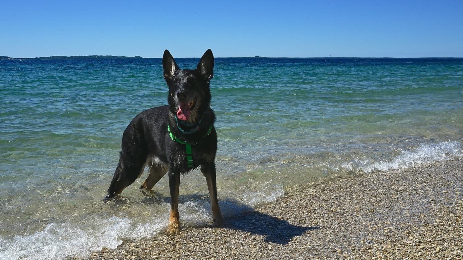 Black German Shepherd Dog swimming at the beach on Mackinac Island, MI