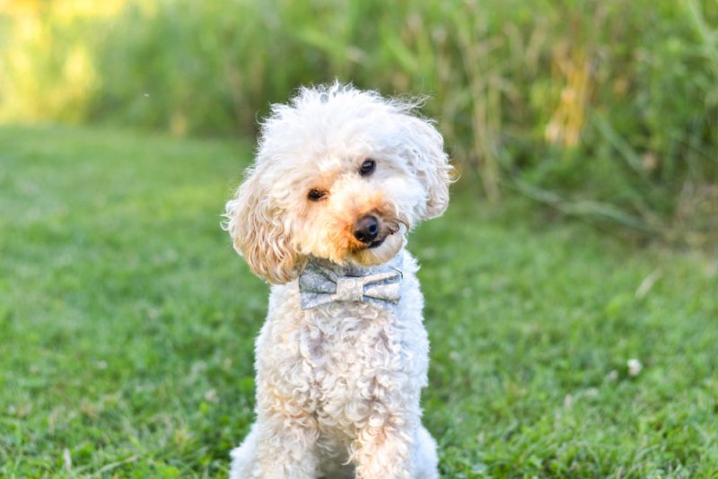 Dog Bowtie