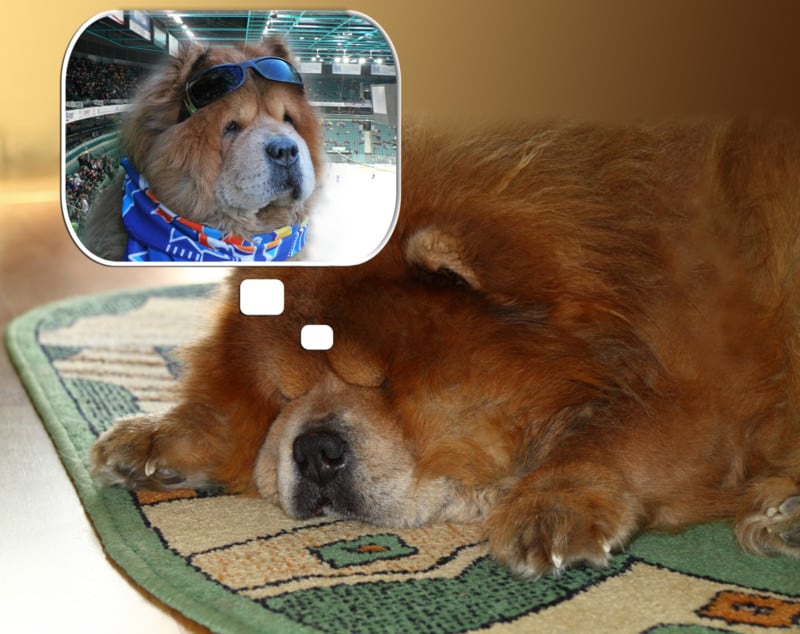 Red Chow-Chow dog dreams of being at a dog friendly hockey game