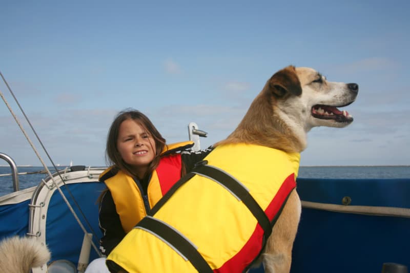 Akita and Australian shepard mixed breed dog and girl sailing across the water