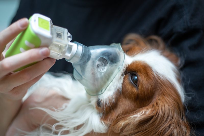 Dog treated with an asthma inhaler oxygen