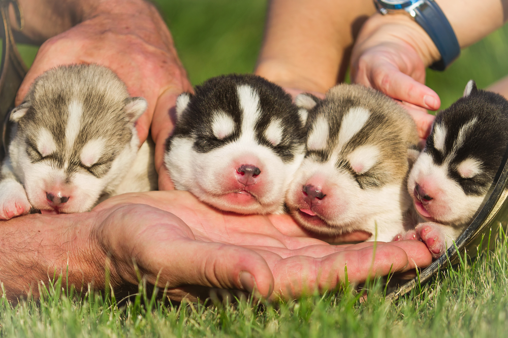 Four Siberian Husky puppies in the hands of the breeder