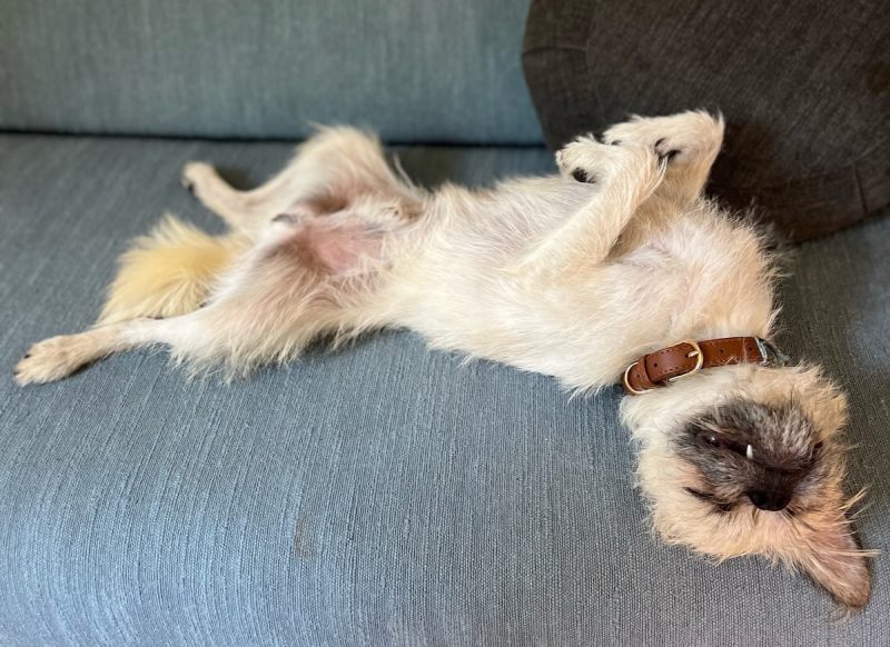 Gizmo napping on the couch