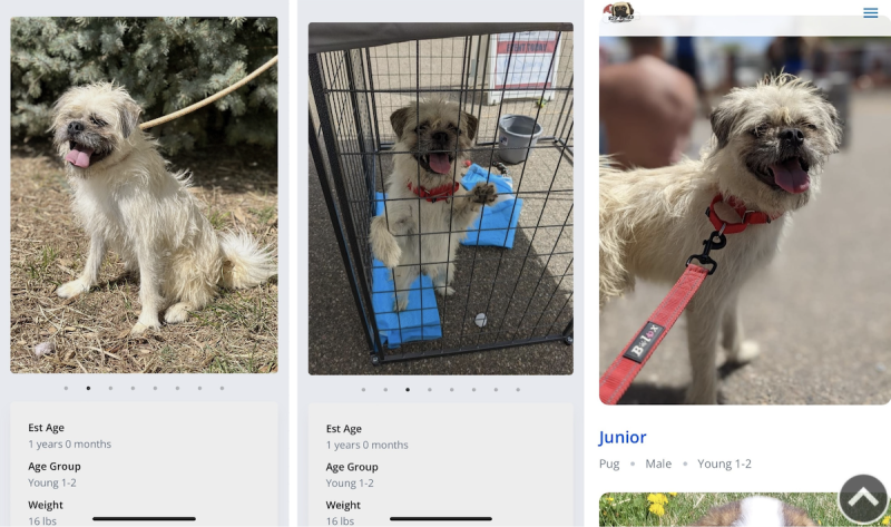 Gizmo's photos on the dog rescue websites