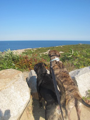 Dogs looking at the beach at Halibut Point State Park, CT