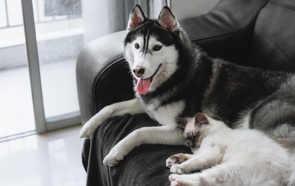 Husky with sleepy rag doll cat lying together on the sofa