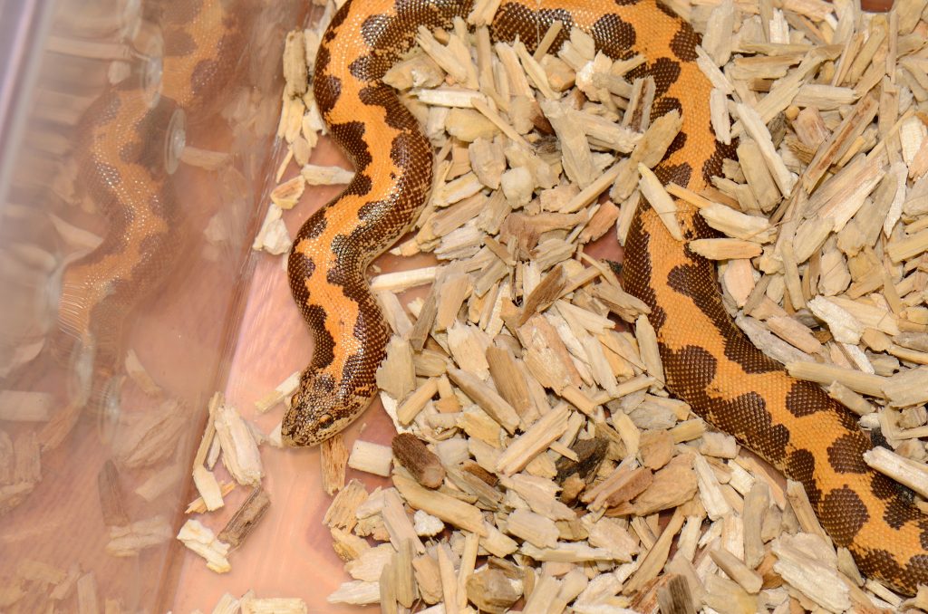 Kenyan sand boa on aspen substrate