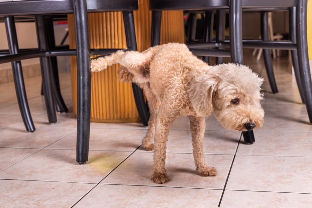 Male-poodle-pet-dog-pee-urinate-inside-home-onto-furniture-to-mark-territory