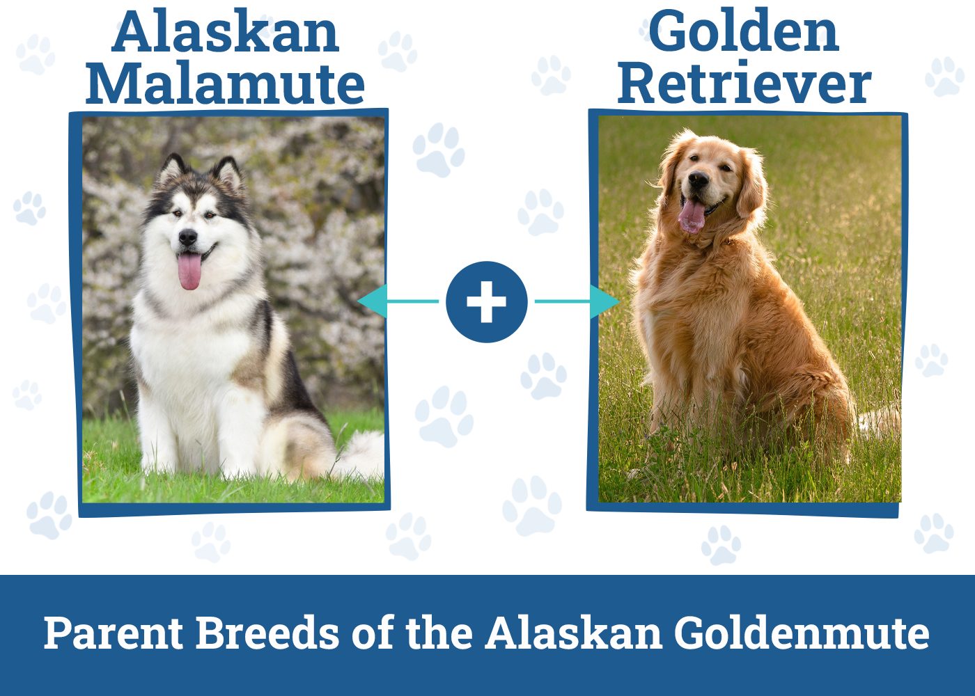 Parent Breed of Alaskan Goldenmute Side By Side