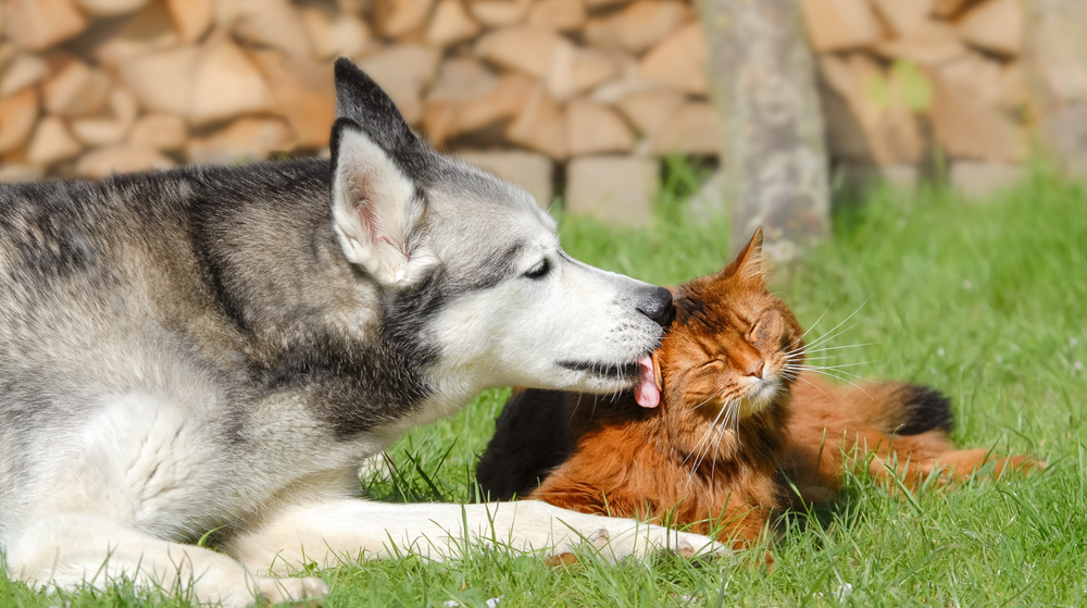 Siberian Husky dog licking Somali cat