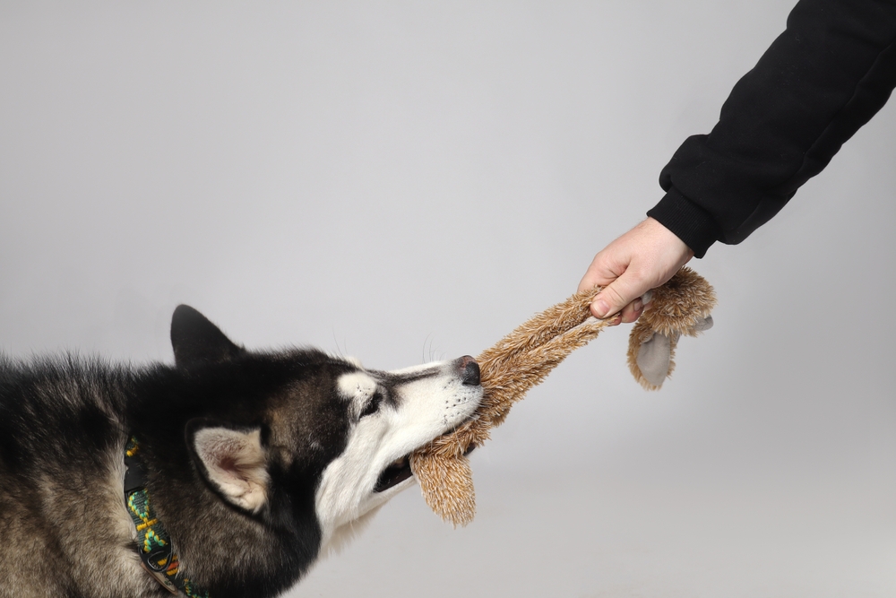 Siberian Husky playing tug-of-war with a boy