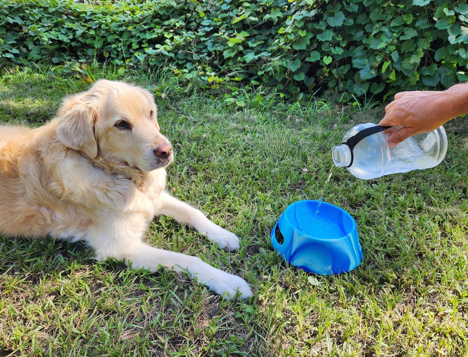 Silipint Aqua-Fur Dog Bowl - owner pouring water on bowl