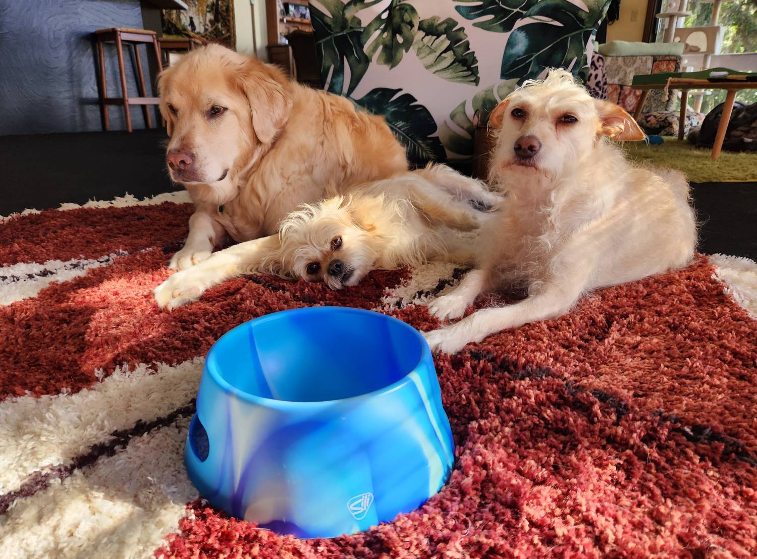 Silipint Aqua-Fur Dog Bowl - three cute dogs behind the bowl