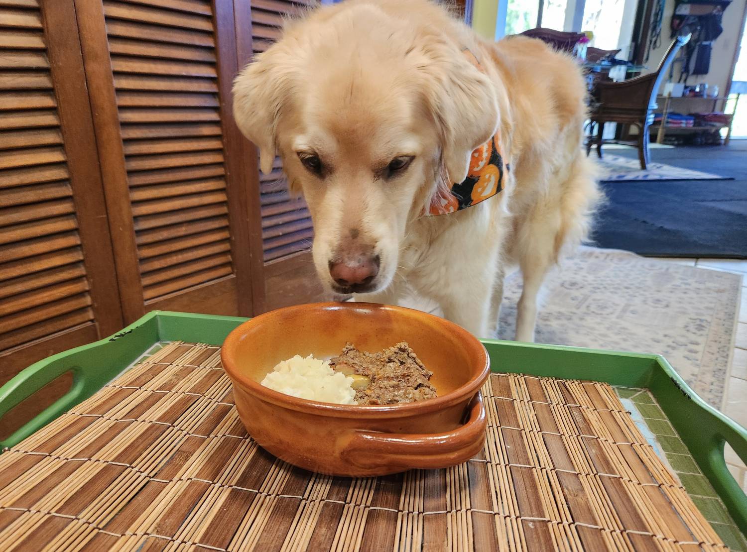 The Honest Kitchen and Cozymeal Team Up For National Dog Week with a Pet-Friendly Cooking Class - dog about to eat from bowl