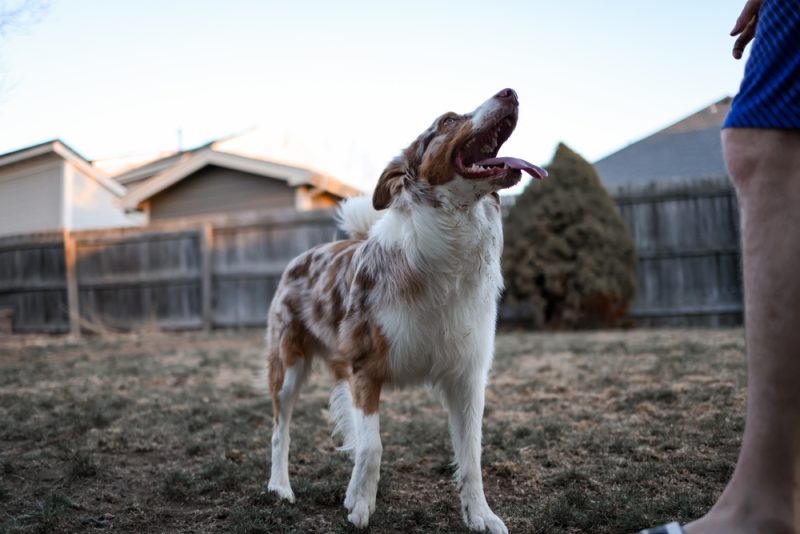 australian shepherd dog panting and looking at the owner