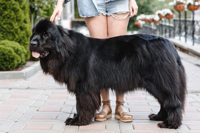 black newfoundland dog standing with girl owner