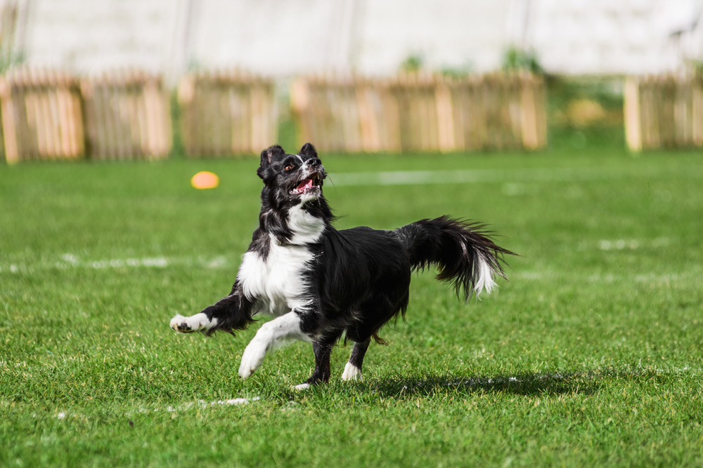 border collie ready to jump high to catch flying disk, summer outdoors dog sport competition