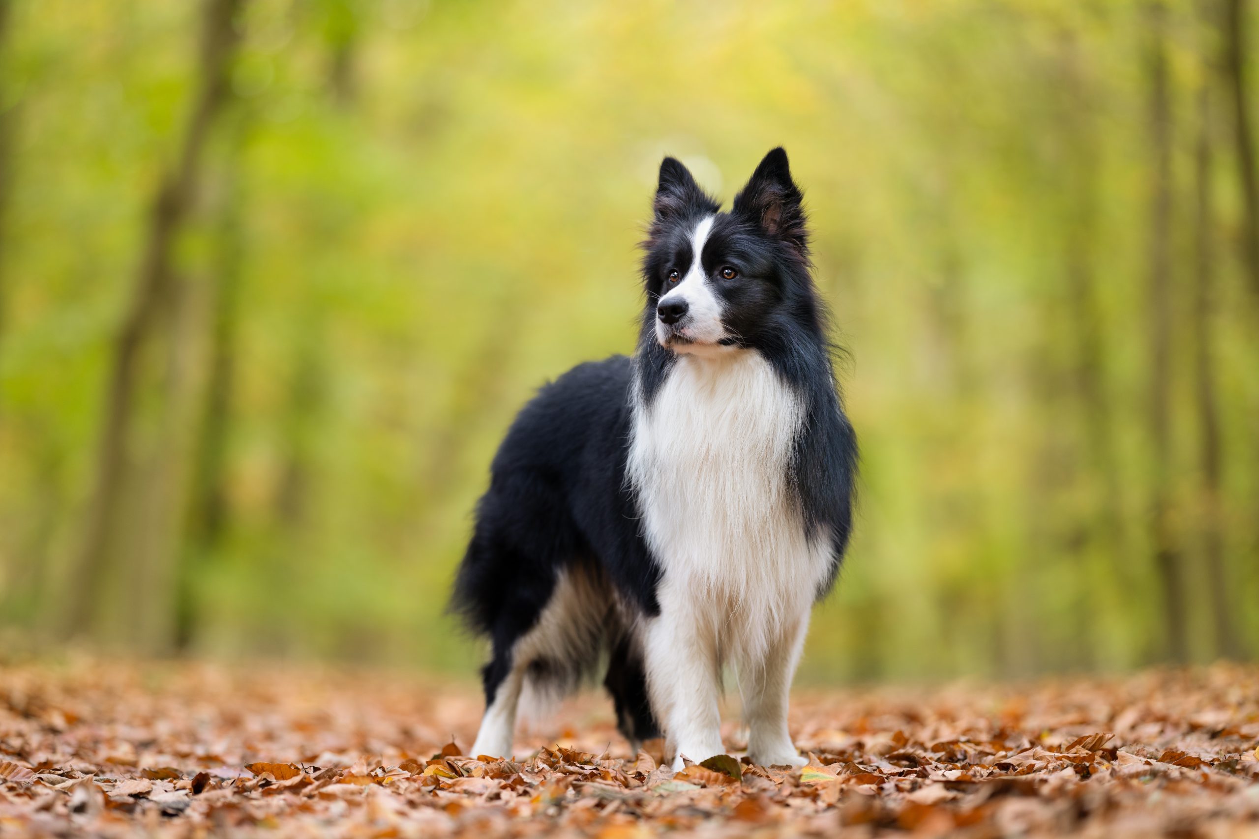 border collie