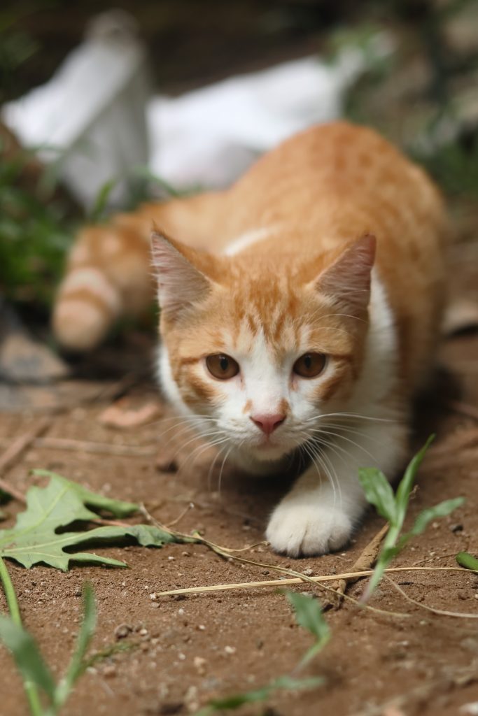 orange cat stalking prey outside