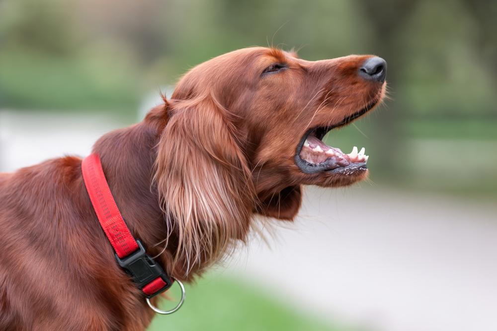 close up red irish setter dog barking