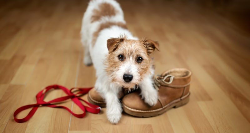 cute puppy playing with the shoes