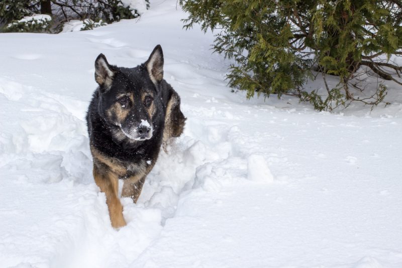 czech german shepherd dog walking through deep snow