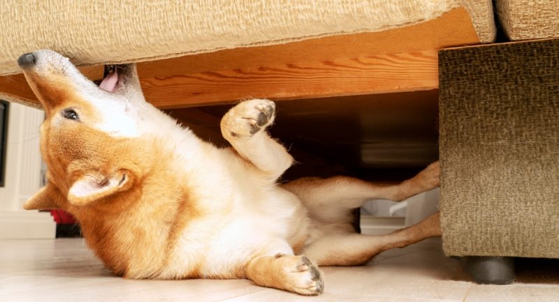 dog gnawing on the furniture