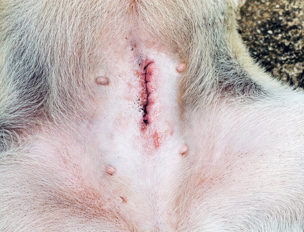 normal wound stitches after spaying a dog