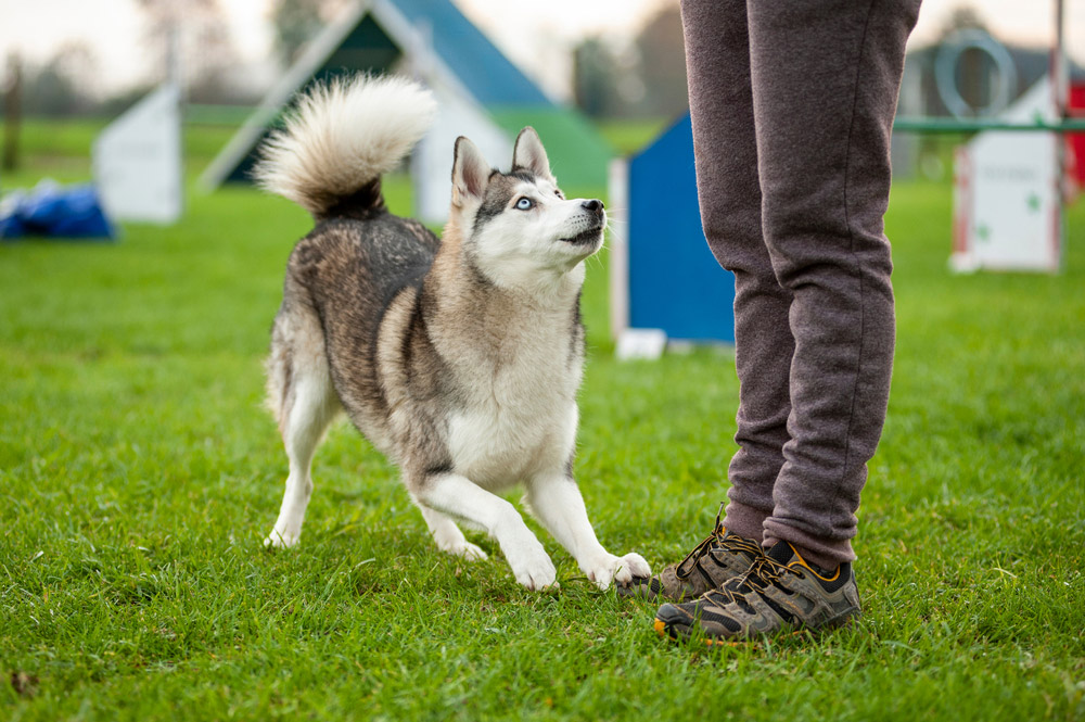 ongoing training of a samoyed husky mix dog