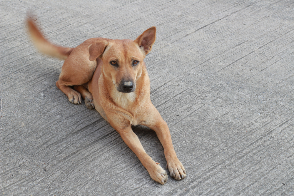 thai dog wagging tail while laying on the floor