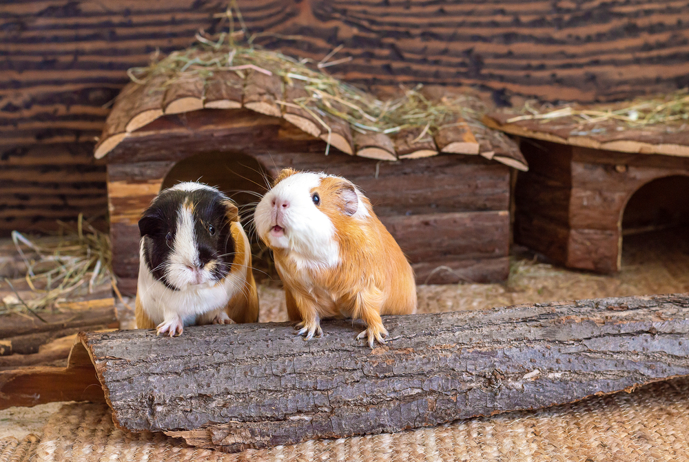 two guinea pigs in a habitat