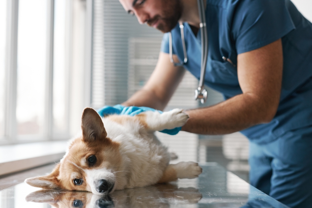 vet checking up pembroke welsh corgi dog