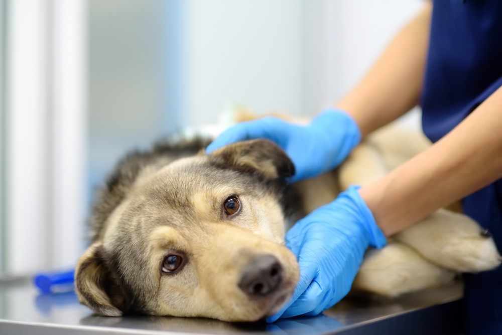 veterinarian examines a dog in veterinary clinic