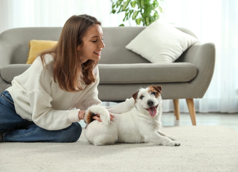 woman petting her jack russell terrier dog at home