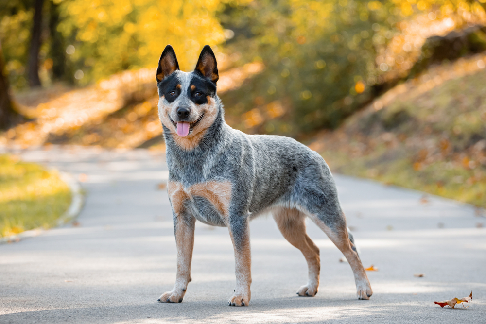 Australian Cattle Dog standing on a pathway at the park