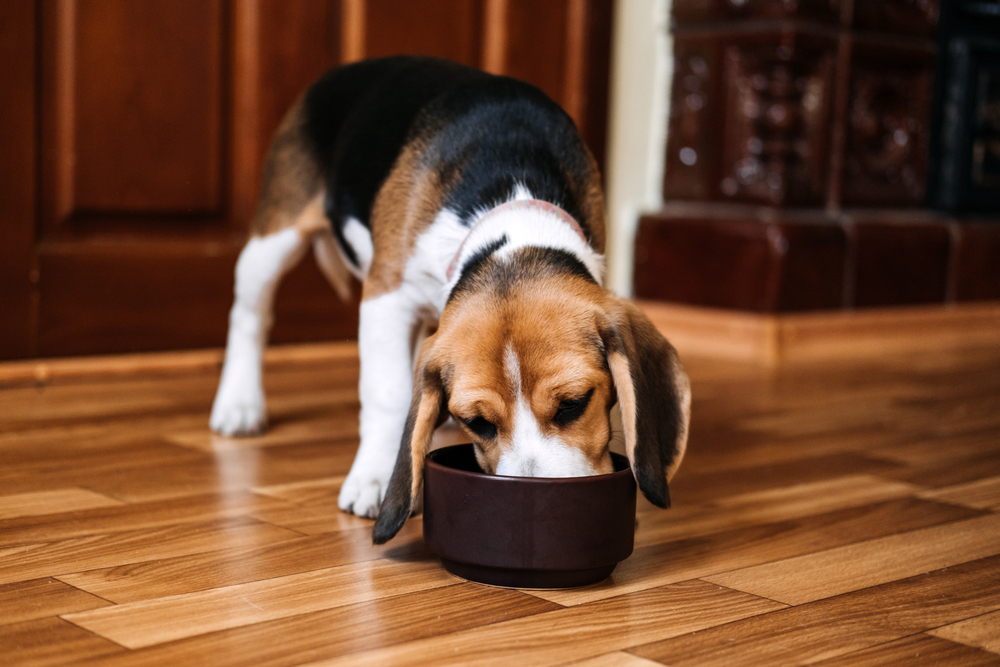 Beagle Eating Dog Feeding