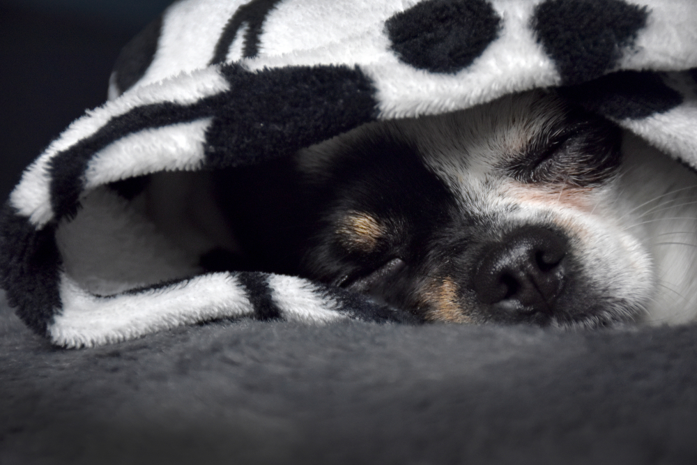 Chihuahua dog covered black and white blanket sleeping close up