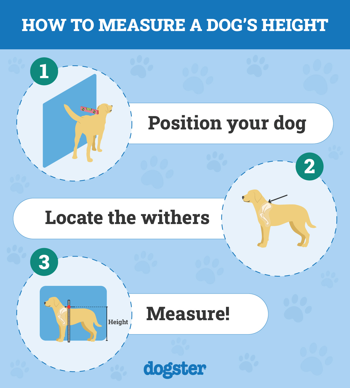 How-to-Measure-Dogs-Height