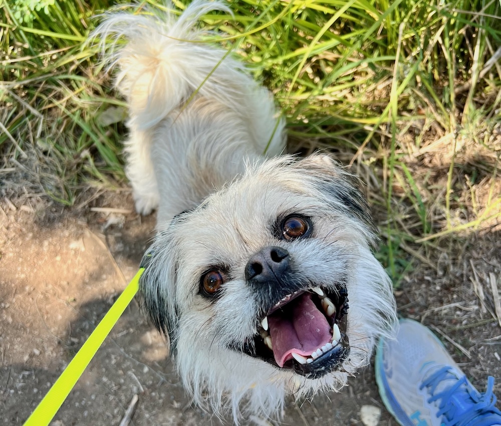 Gizmo's happy little face