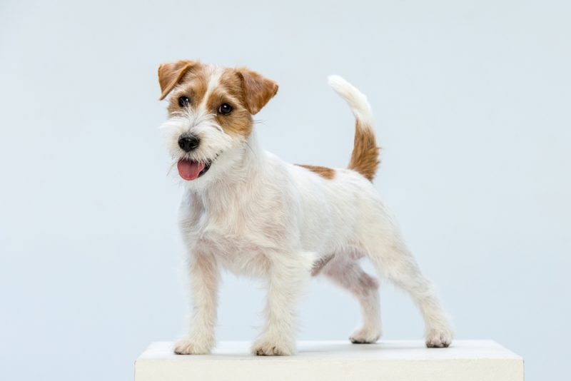 Jack Russell Terrier dog in a studio